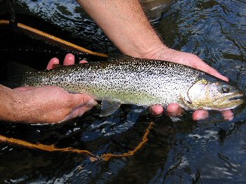 Trask River Cutthroat Trout