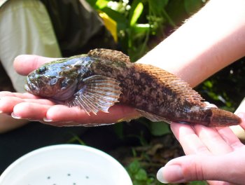 Sculpin